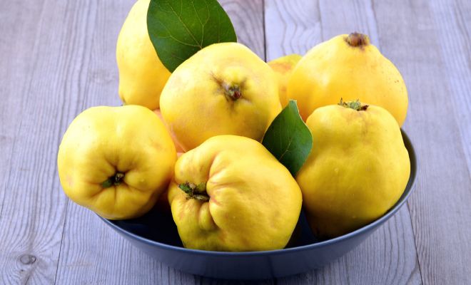 айва для похудения айва для похудения