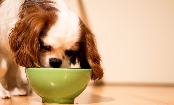 чем кормить кавалер-кинг-чарльза-спаниеля чем кормить кавалер-кинг-чарльза-спаниеля