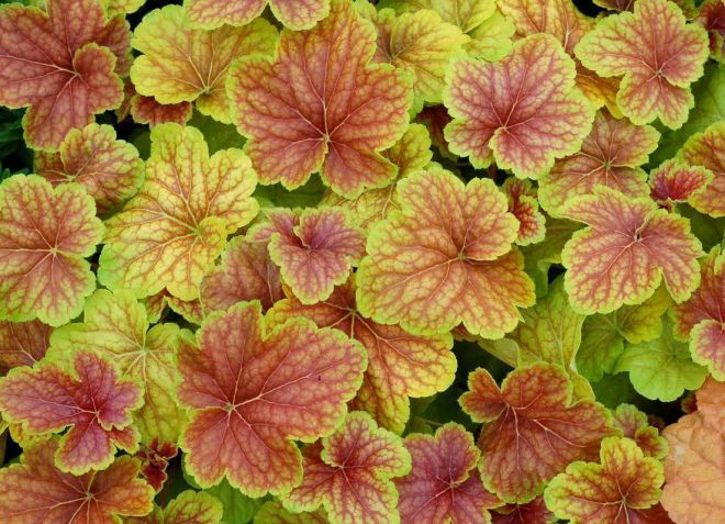 гейхера миракл гейхера миракл