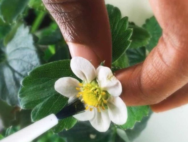 как опылять клубнику в домашних условиях как опылять клубнику в домашних условиях