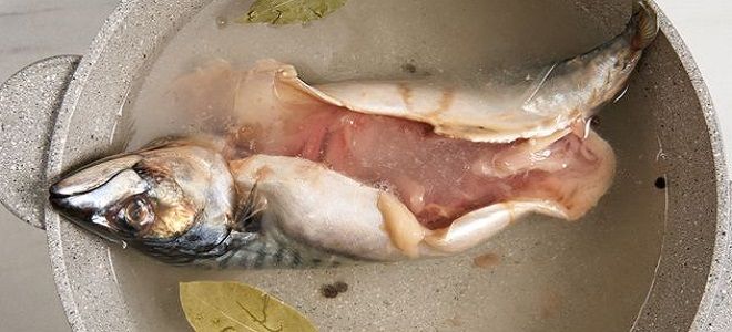 фото8 как посолить скумбрию в рассоле целиком