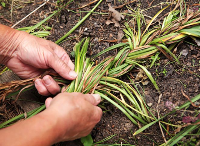 надо ли выкапывать гиацинты надо ли выкапывать гиацинты
