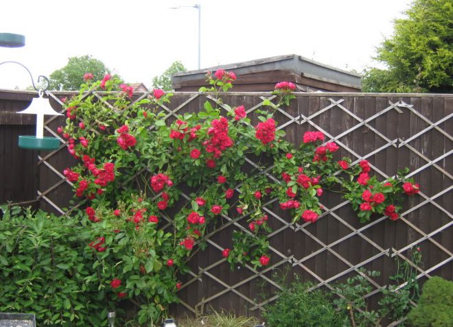 опора для растений решетка опора для растений решетка