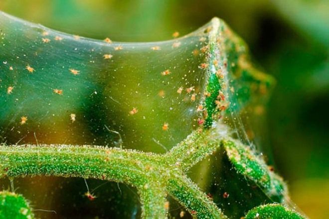 паутинный клещ паутинный клещ