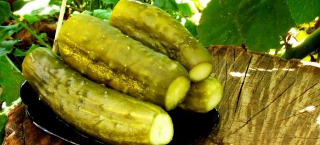 фото8 рецепт соления сладких огурцов