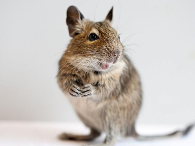 Сколько живут белки дегу в домашних условиях Сколько живут белки дегу в домашних условиях