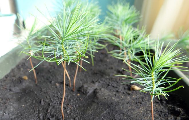 сосна веймутова черенкование сосна веймутова черенкование