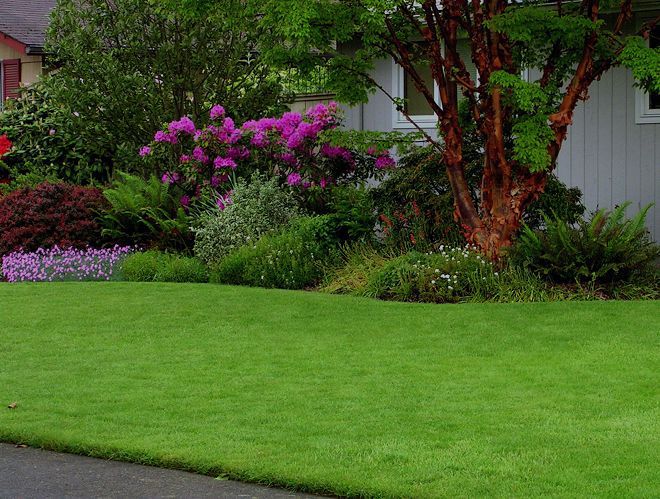 теневыносливые кустарники для сада теневыносливые кустарники для сада