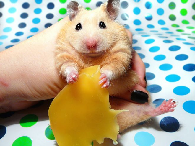 Чем кормить хомяков в домашних условиях Чем кормить хомяков в домашних условиях