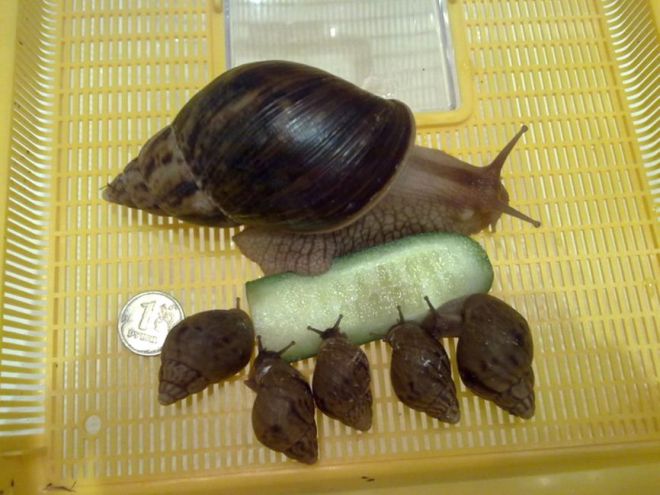 Что едят улитки ахатины Что едят улитки ахатины