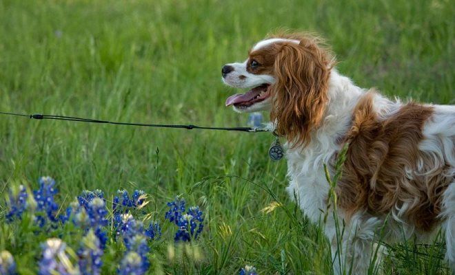 дрессировка кавалер-кинг-чарльза-спаниеля дрессировка кавалер-кинг-чарльза-спаниеля
