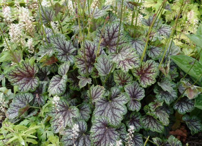 гейхера грин спайс гейхера грин спайс