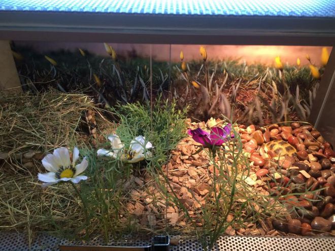 Грунт для сухопутной черепахи в террариуме Грунт для сухопутной черепахи в террариуме