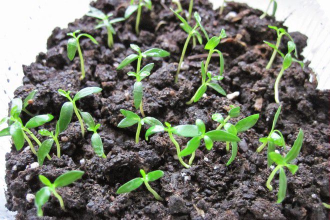 как посадить фейхоа как посадить фейхоа