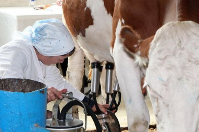как приучить корову к доильному аппарату как приучить корову к доильному аппарату