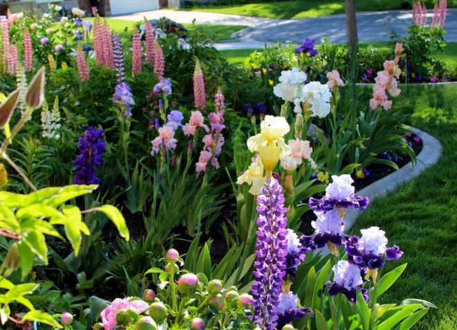 любин в клумбе любин в клумбе