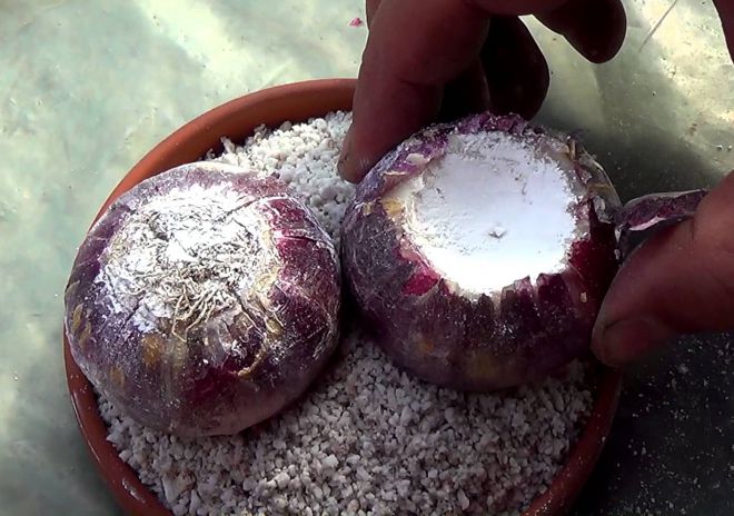 размножение гиацинтов размножение гиацинтов