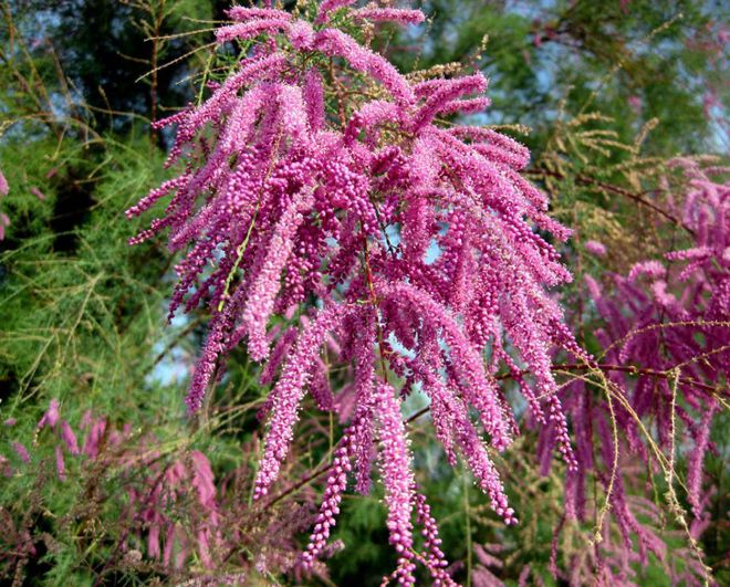 ветвистый куст ветвистый куст