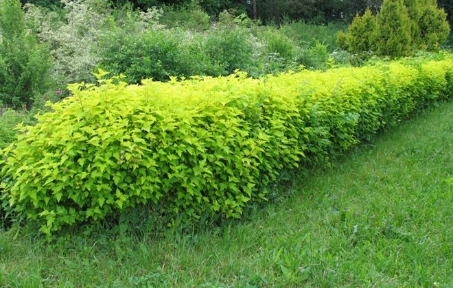 живая изгородь из пузыреплодника живая изгородь из пузыреплодника