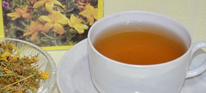 зверобой противопоказания зверобой противопоказания