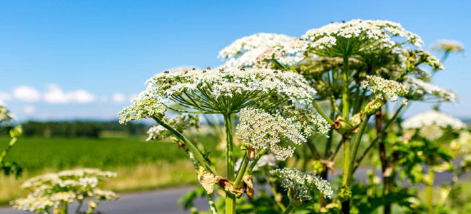 химический состав борщевика