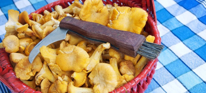 как подготовить грибы к засолке