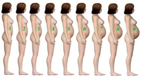 как растет живот при беременности