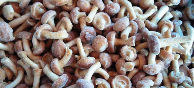 Как заморозить опята в домашних условиях