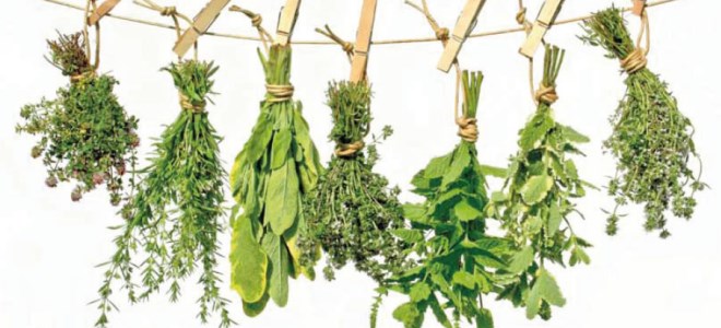 какие травы пьют при мокнущей экземе