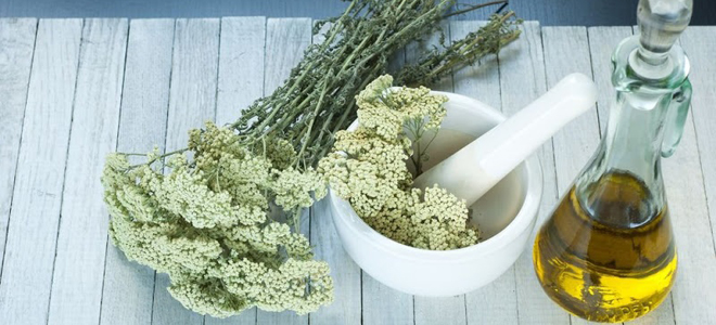 когда собирать тысячелистник для лечения