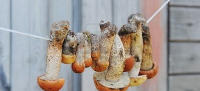 Сушка опят в домашних условиях