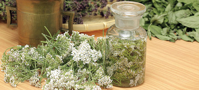 тысячелистник лечебные свойства